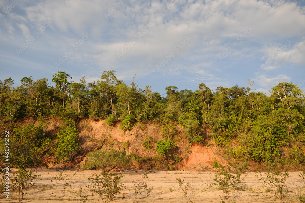 Alter do Chão,Pará,Brasil.Vegetation on the banks of the Tapajós River in northern Brazil.