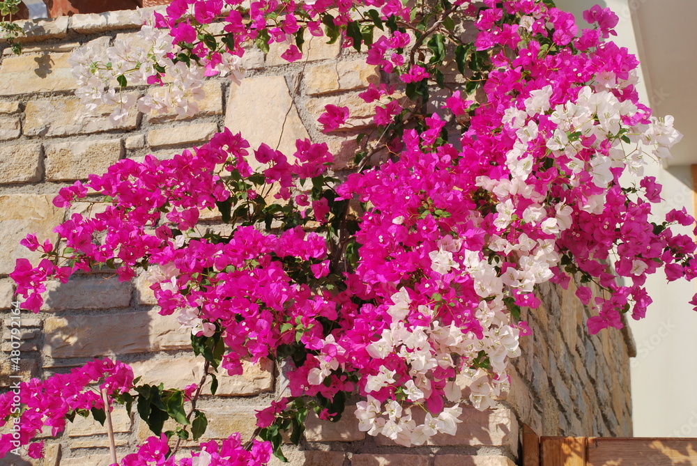 Bougainvillea in Greece Bougainvillea in Greece