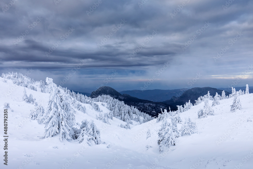 Beautiful landscape of winter seasons with firs full of snow. Mount Ciucas in Romania.