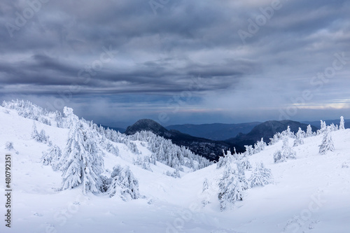 Beautiful landscape of winter seasons with firs full of snow. Mount Ciucas in Romania. © danmir12