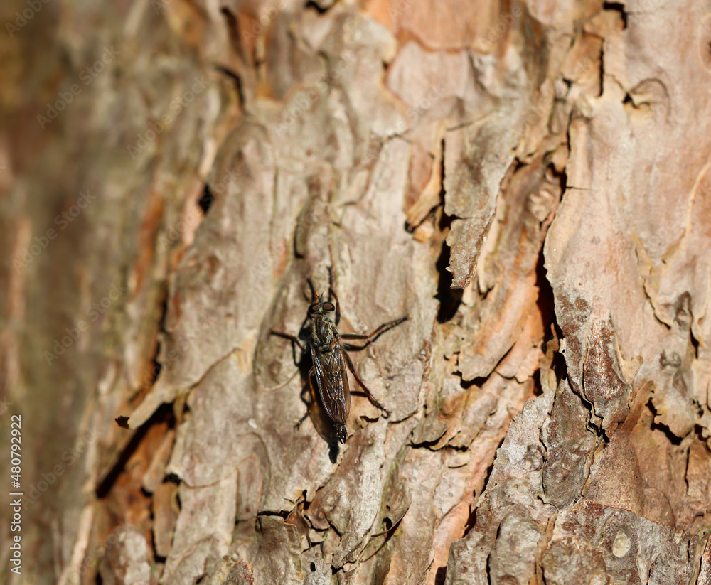 Eine Nahaufnahme von einer Fliege auf der Rinde eines Nadelbaumes.
