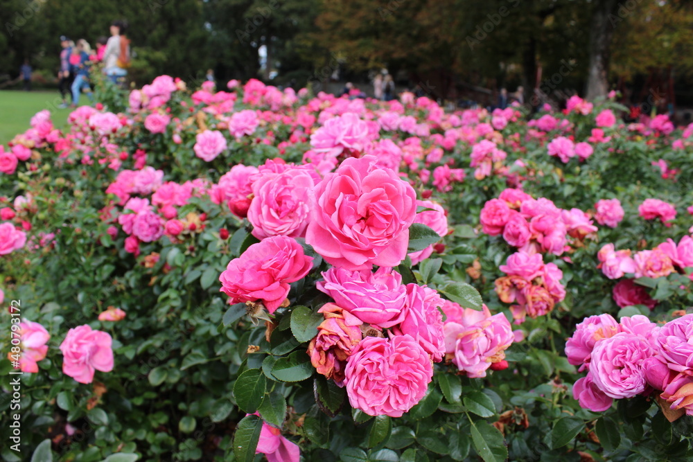 Jardins, Gardening, Flowers, Rose Garden, Bees, pink Jardins, Gardening, Flowers, Rose Garden, Bees, pink