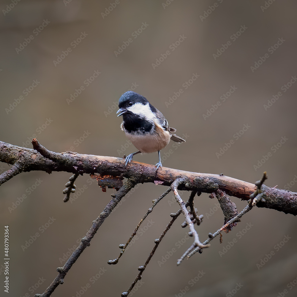 Obraz premium Coal tit