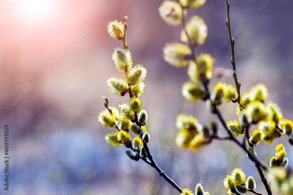 Willow branch with catkins near the forest and river on a blurred light background. Easter background