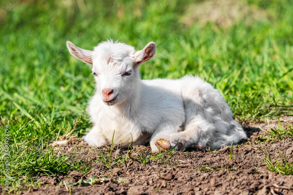 A small white goat lies on the grass in sunny weather A small white goat lies on the grass in sunny weather