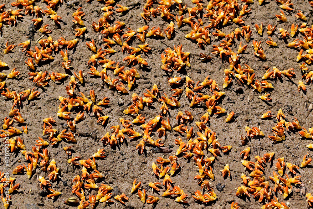 Moriche palm (Mauritia flexuosa) flowers on soil 