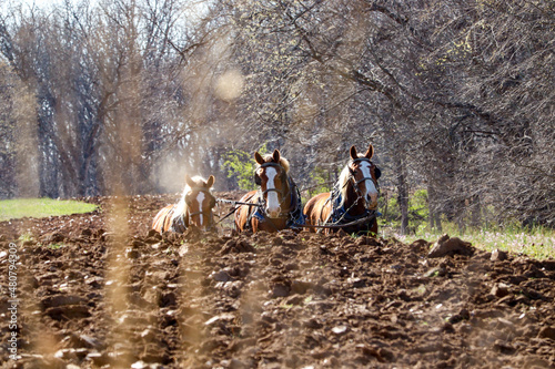 Photography Amish culture doing spring plowing with Belgian draft horses.