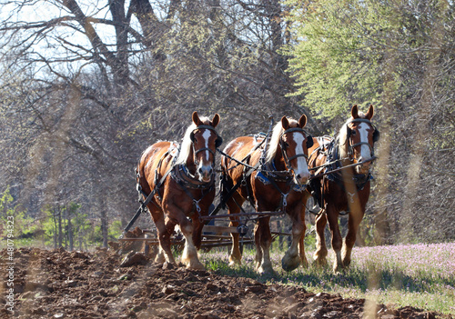 Amish culture doing spring plowing with Belgian horses.