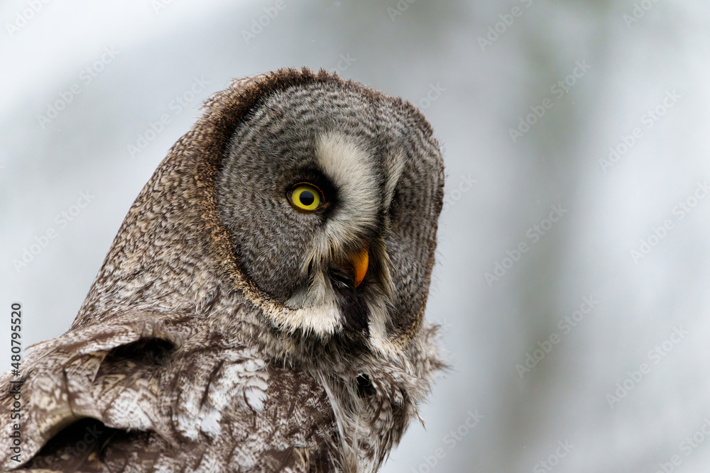 Obraz premium Portrait of a Great Grey Owl or Lapland Owl (Strix nebulosa)on the bank of a lake on a rainy day in Gelderland in the Netherlands 