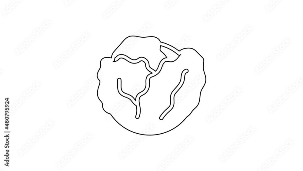 Black line Fresh cabbage vegetable icon isolated on white background. 4K Video motion graphic animation Black line Fresh cabbage vegetable icon isolated on white background. 4K Video motion graphic animation