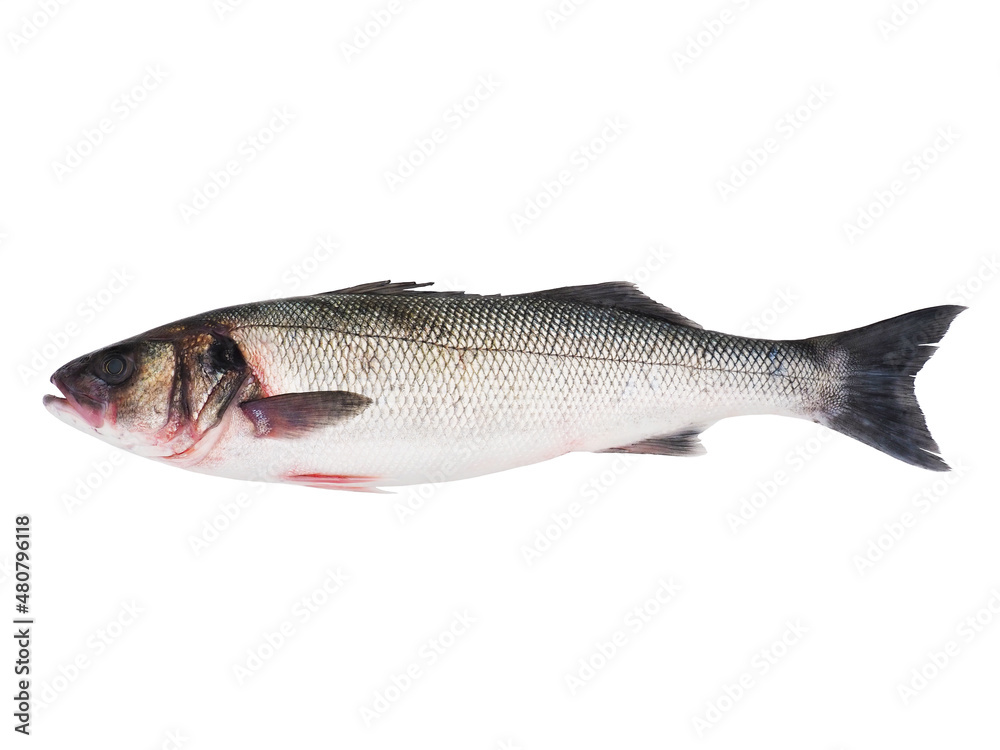Sea bass fish isolated on white background Sea bass fish isolated on white background