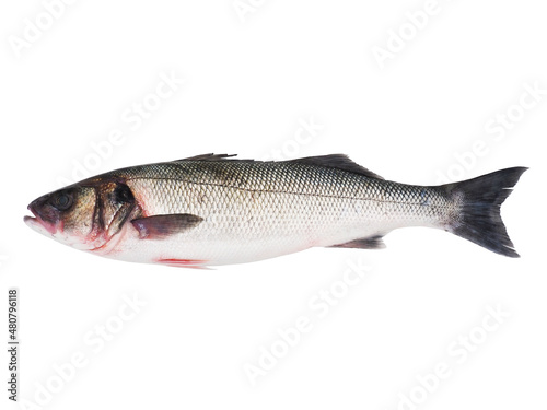 Sea bass fish isolated on white background