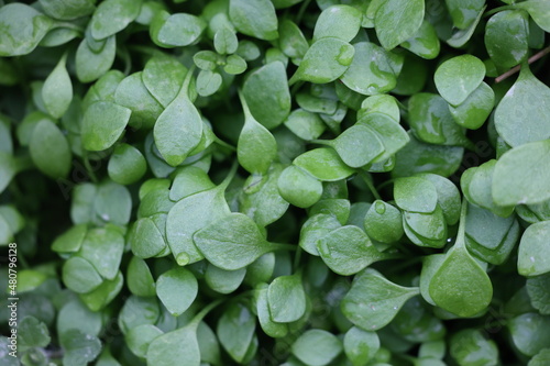 Gewöhnliches Tellerkraut jung lecker knackig