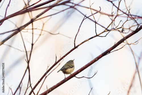 A ruby crowned kinglet bird perched on the branch of a tree.