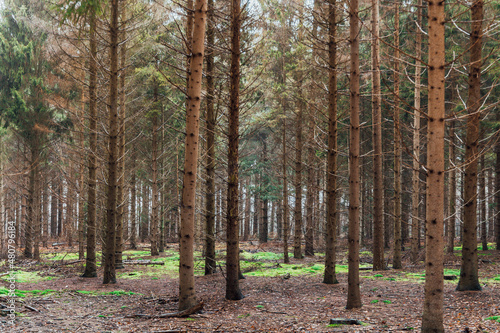 Trees in the Rucphense Forests in The Netherlands. This is a public Military training terrain. This forest is maintained by Natuurmonumenten  and is a pine forest with open areas with heather.