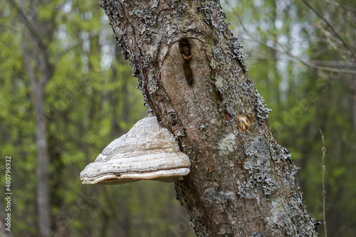 Shelf fungus Fomes fomentarius (also known as tinder fungus, hoof fungus, tinder conk, tinder polypore or ice man fungus) on tree trunk in forest. Close-up view, selective focus, blurred background