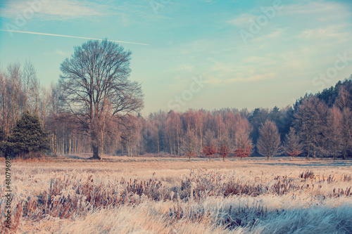 Krajobrazy zimowe. Zimowy poranek na polanie obok lasu