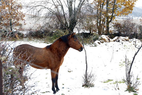 caballo salvaje en paisaje de invierno con nieve