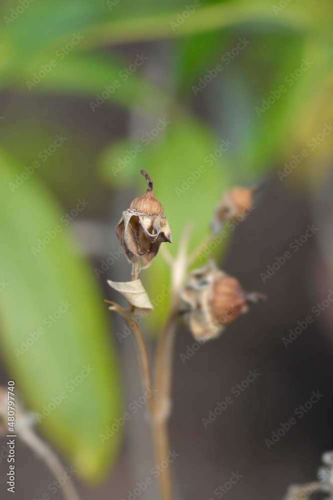 Obraz premium Tree anemone