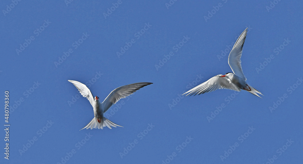 Obraz premium Common Terns interacting in flight. Adult common terns in flight on the blue sky background. Scientific name: Sterna hirundo. Ladoga Lake. Russia.
