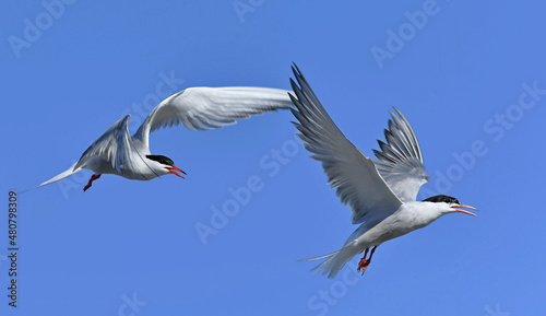 Common Terns interacting in flight. Adult common terns in flight on the blue sky background. Scientific name: Sterna hirundo. Ladoga Lake. Russia. © Uryadnikov Sergey