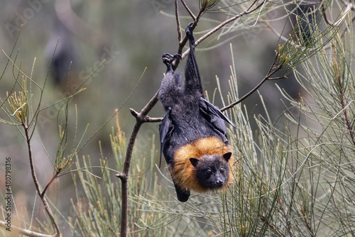 Australian Grey-headed Flying Fox roosting in tree
