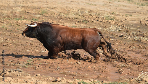 fighting bull with big horns in spain