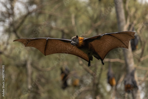 Australian Grey-headed Flying Fox in flight photo