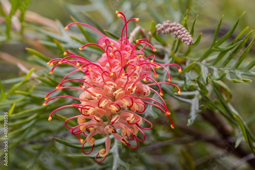 Australian Grevillea plant in flower photo