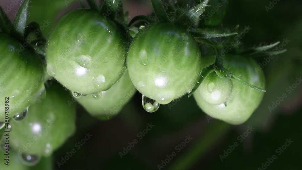 Close up of green cherry tomatoes in the vegetable garden.