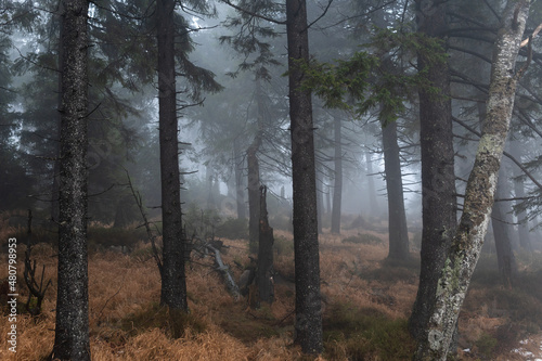 Geisterhafter Bergwald im Nationalpark Harz