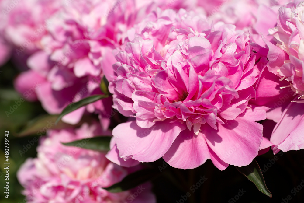 Pink peonies blooming richly during summer time
