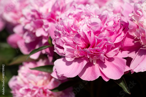 Pink peonies blooming richly during summer time