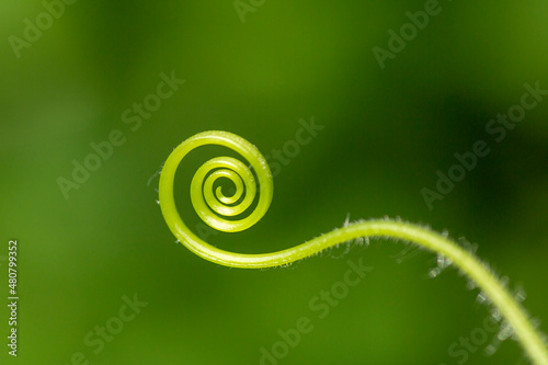 Closeup of the cucumber mustache. The mustache of the plant is twisted in the form of a spiral and ring. Copy space