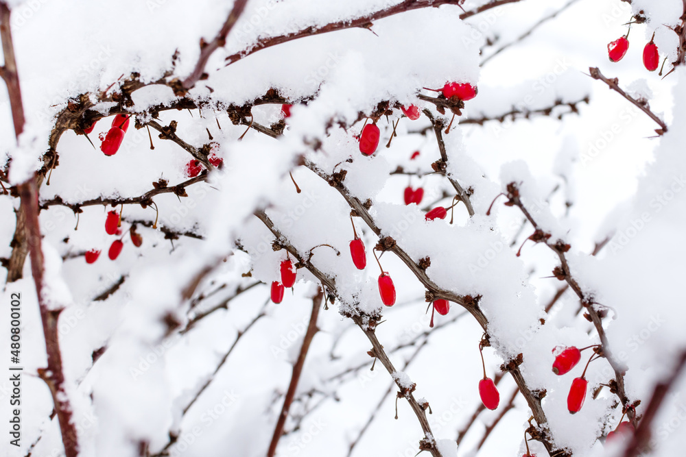 branches with red winter berries under a layer of snow in the forest after a snowfall