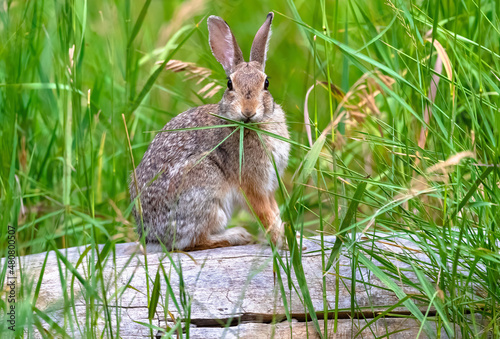 Close up portrait of an Eastern Cottontail Rabbit eating tall green grass while sitting atop a fallen log in the wilderness.