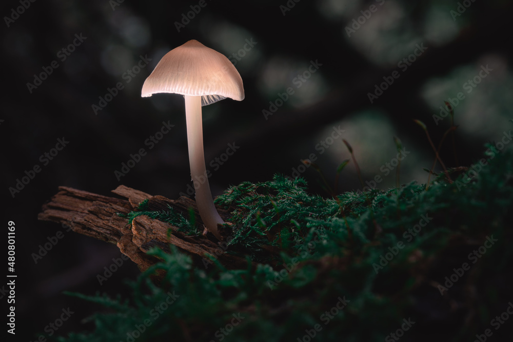 Fototapeta premium Pilz