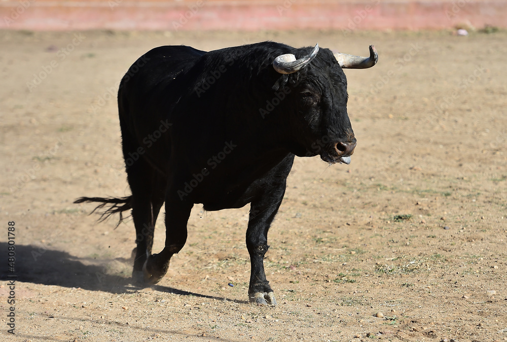 fighting bull with big horns in spain