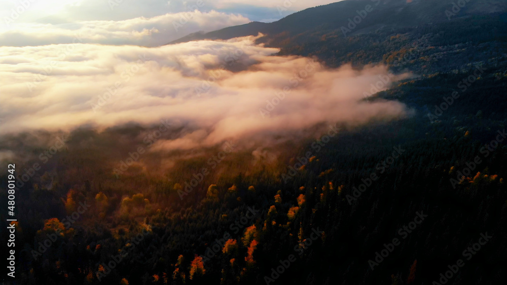 Aerial view: Amazing Thick Morning Fog Covering Mountains Spice and Spruce Forest. Aerial view: Amazing Thick Morning Fog Covering Mountains Spice and Spruce Forest.