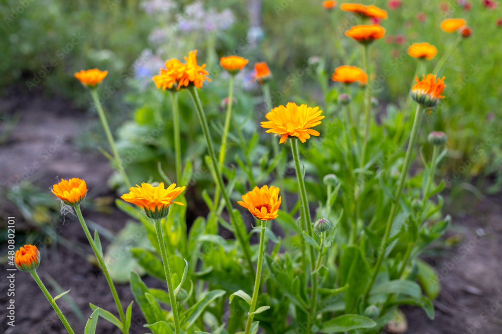 calendula flowers in the garden bed