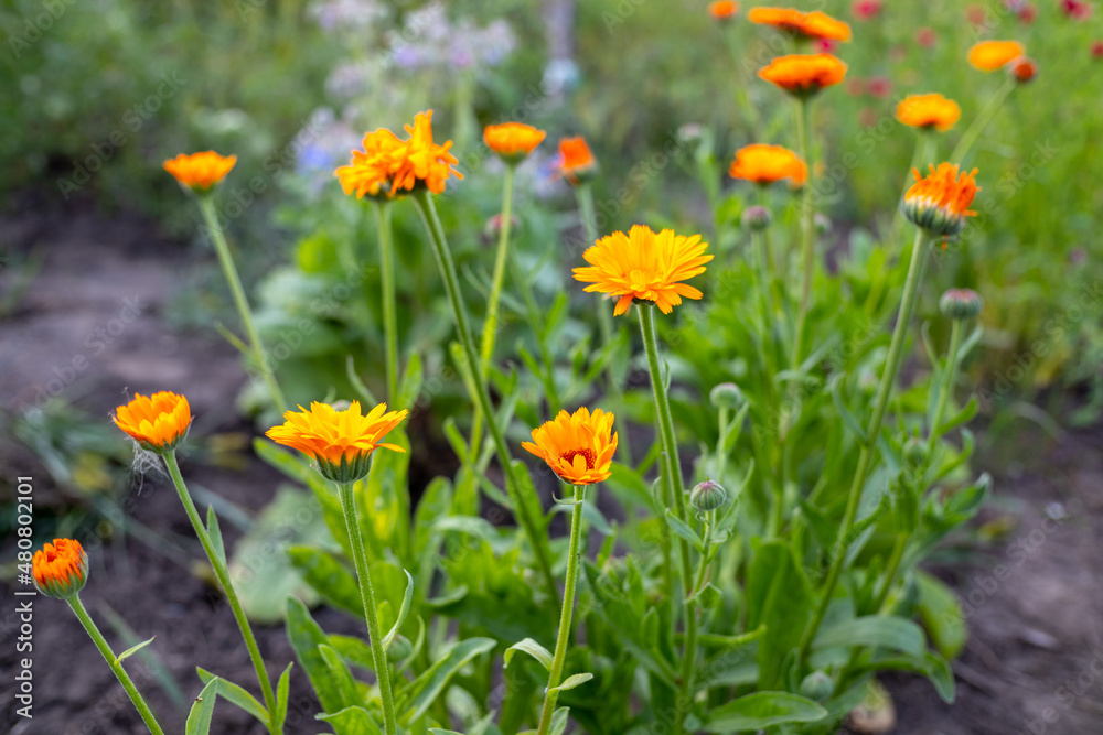 Fototapeta premium calendula flowers in the garden bed
