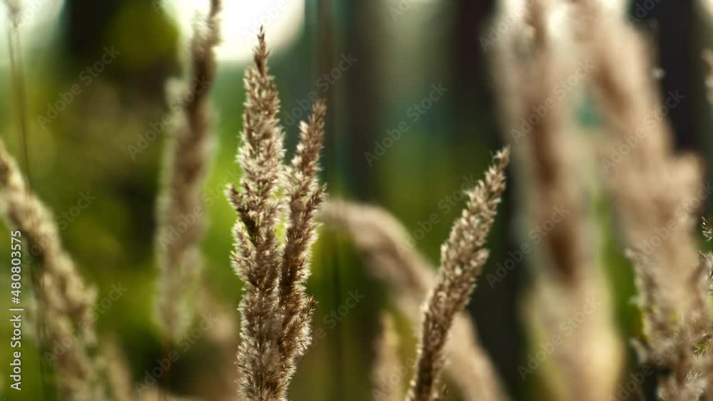 Autumn field leaves view. Sunlight spikelet growth in silence forest grass. Autumn field leaves view. Sunlight spikelet growth in silence forest grass.