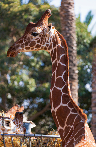 Head Shot Profile of Giraffe on blurred green trees background. Selective focus (Giraffa camelopardalis) in the African safari. Wild animal Funny giraffe's with long neck, curled looking for food.