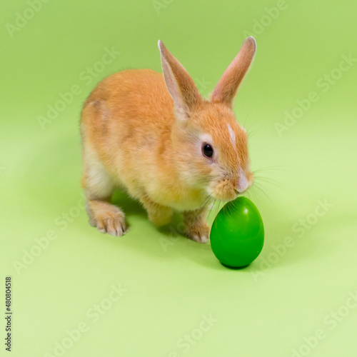 Easter bunny close-up with a green colored egg on a green background. Easter holiday concept. © Nataliia