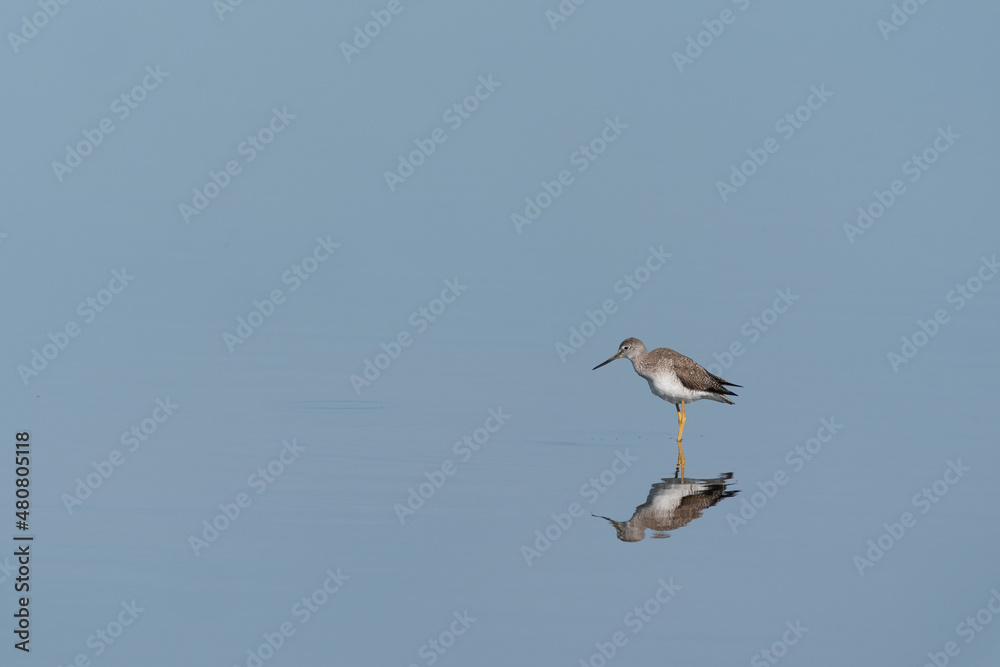 The greater yellowlegs (Tringa melanoleuca) The greater yellowlegs (Tringa melanoleuca)