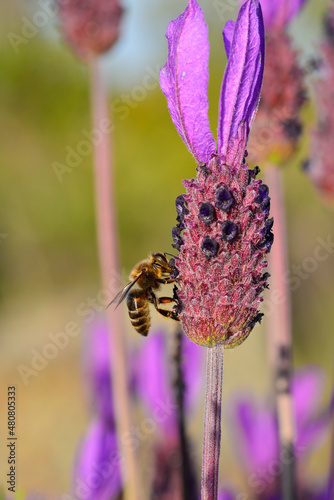 bee feeding in lavender or lavender, where they collect pollen and honey while pollinating