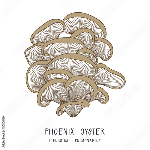 Vector illustration of a phoenix oyster mushroom isolated on white background. Pleurotus pulmonarius. Forest edible fungi. Liquid culture. 