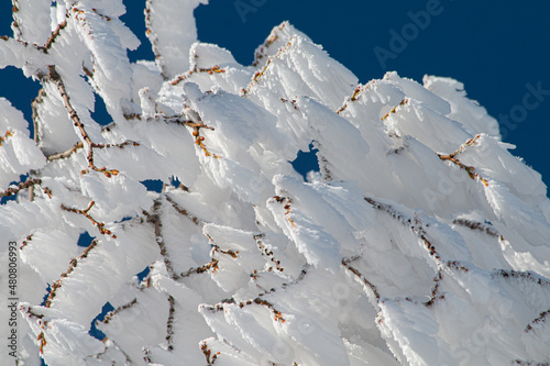 Givre sur les arbres au Mont Salève