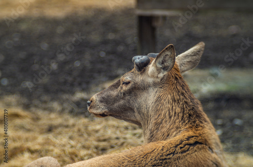 Fototapeta Naklejka Na Ścianę i Meble -  young deer without antlers in early spring
