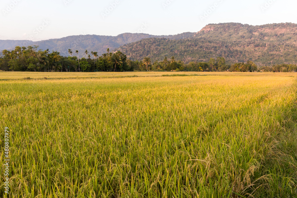 Rice Field of Farmer in Thailand. Rice field.